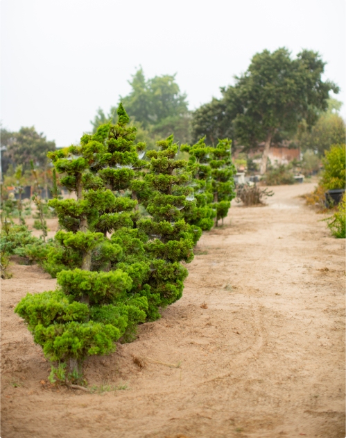 Bonsai detail