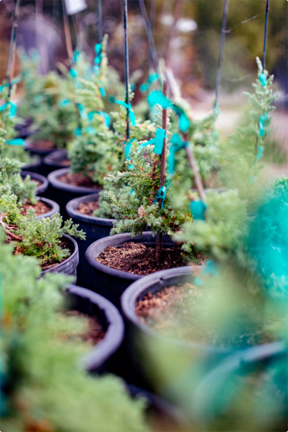 Bonsai detail