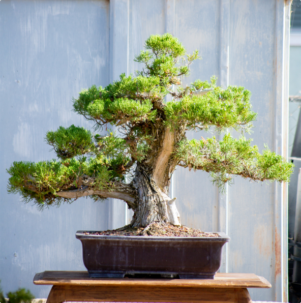 A shaped bonsai tree